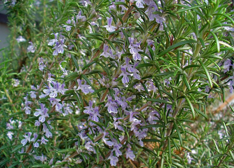 SENTIER BOTANIQUE DES 9 ÉCLUSES